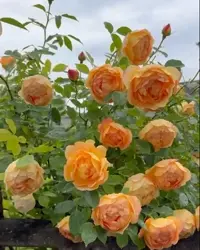 XROSES Living Rose Garden